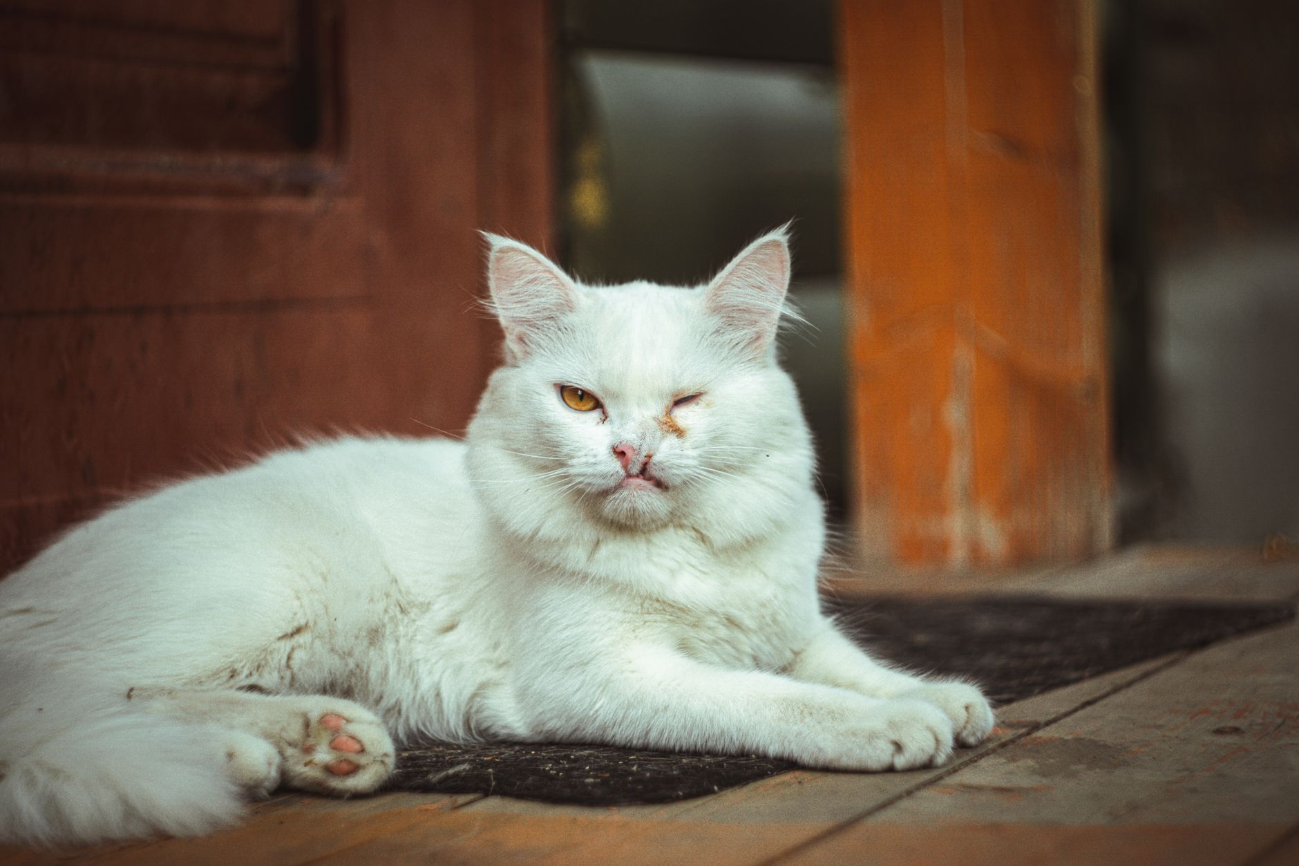 Keeping a Deaf Cat Safe Indoors - Featured image