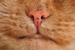 My Cat Sneezes Whenever It Uses the Litter Box - Featured image