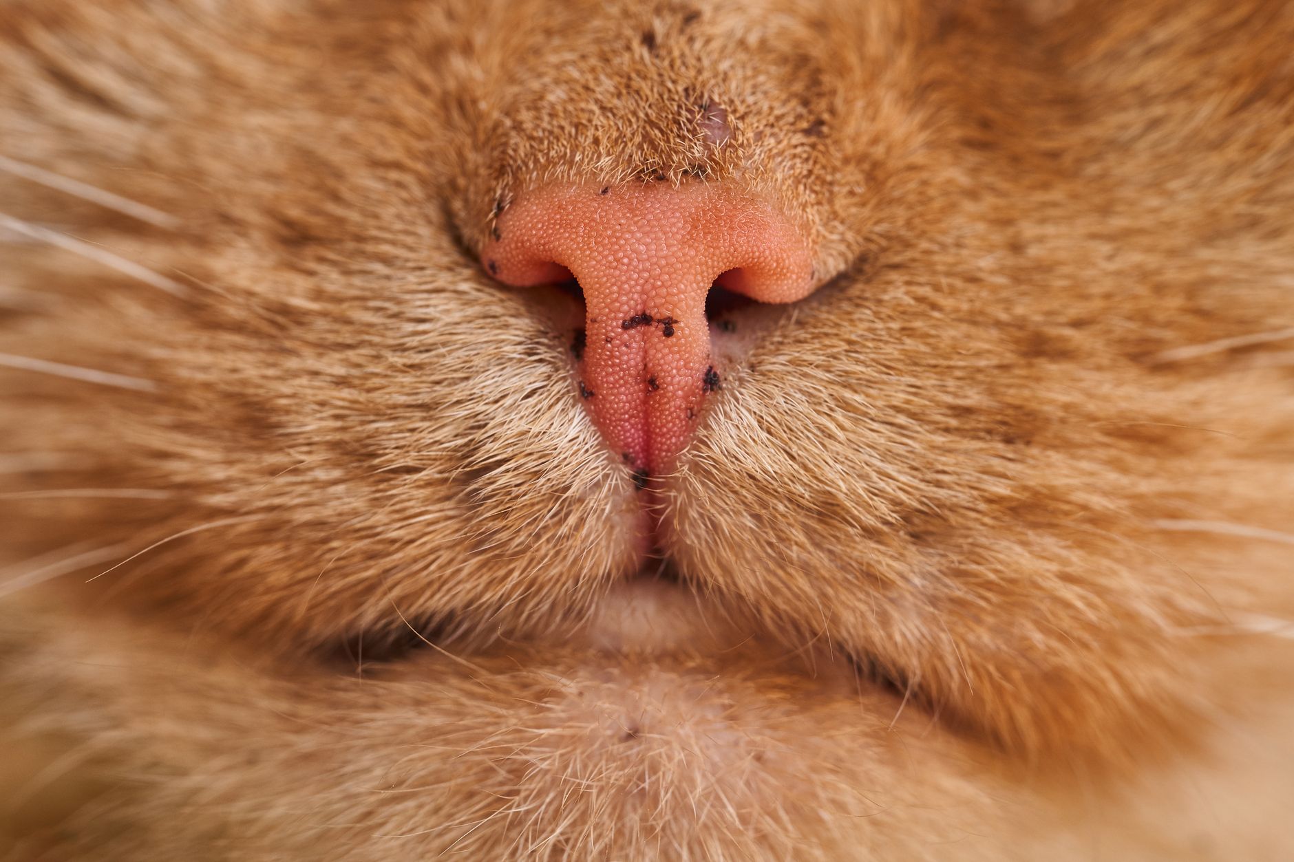My Cat Sneezes Whenever It Uses the Litter Box - Featured image