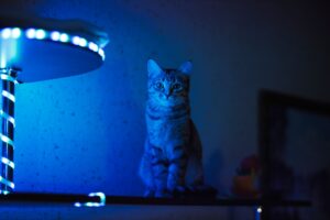 Noise, Light, and Cat Comfort at Home - Featured image