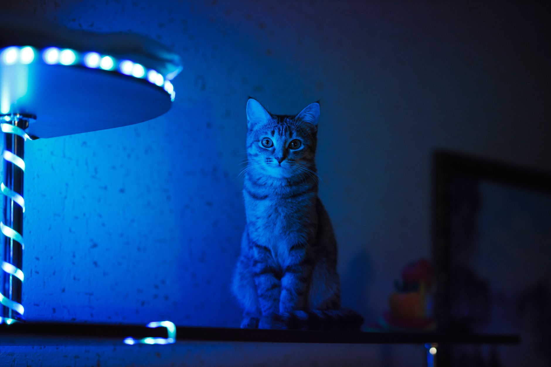Noise, Light, and Cat Comfort at Home - Featured image
