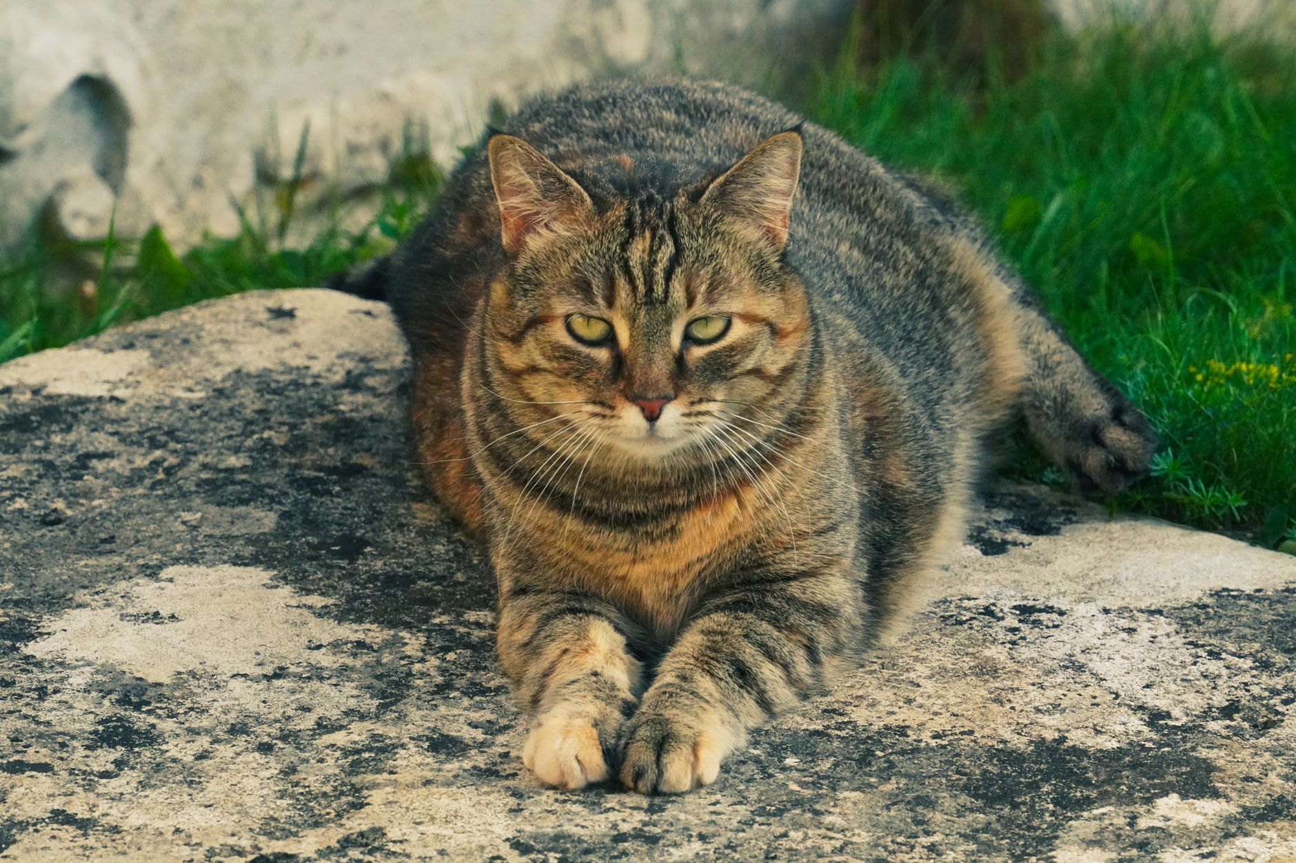 Scent Marking and the Cat's Home Environment - Featured image