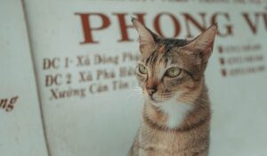 Signs Your Cat May Be Deaf - Featured image