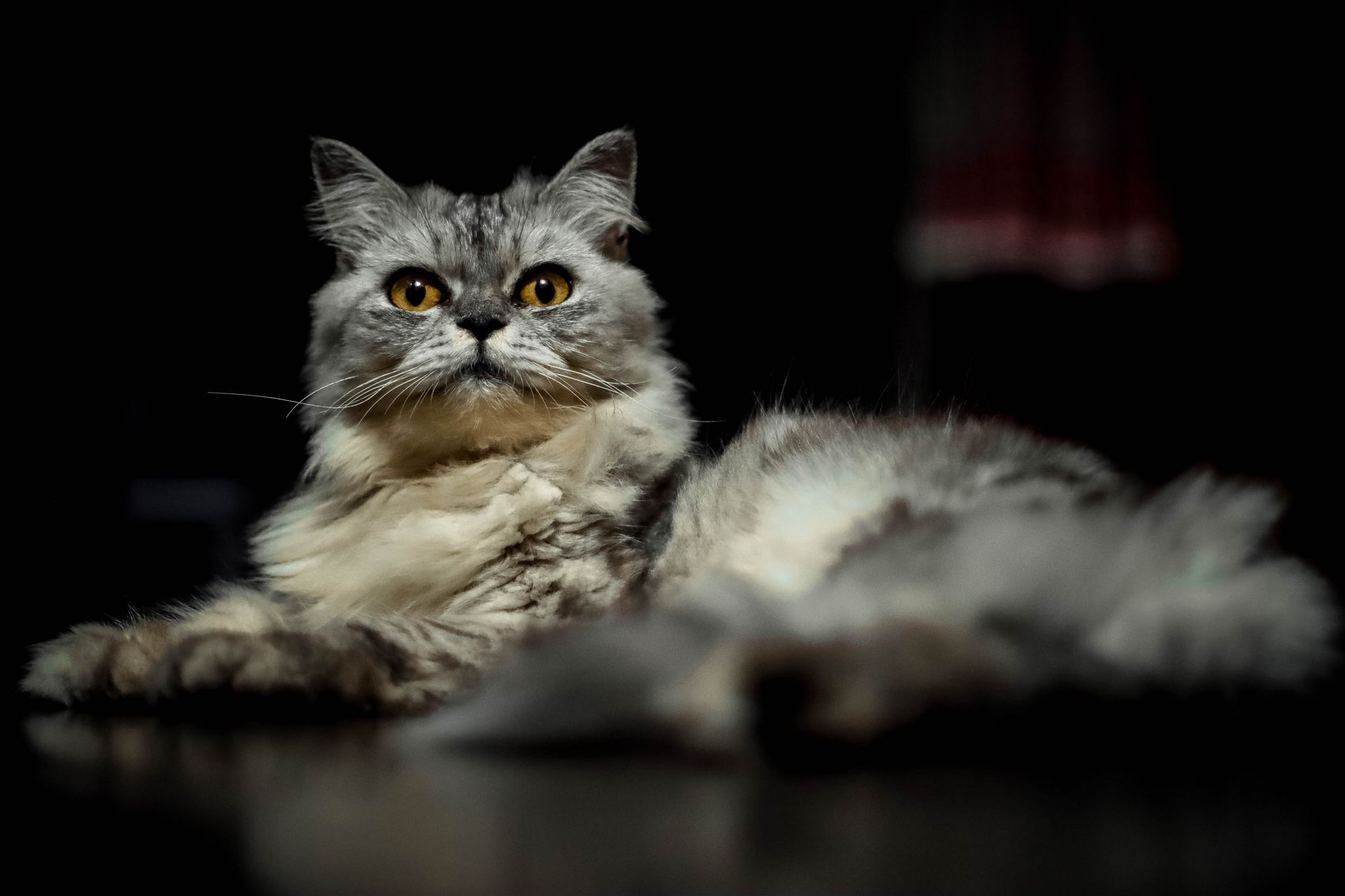 Silver Vine Cat Explained: What Cat Owners Should Know - Featured image