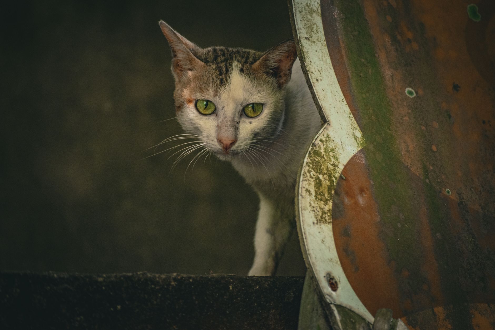Stray or Feral Cat: Telling the Difference - Featured image