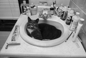 Black and white photo of a cat curled in a bathroom sink among bottles and a razor, the setting where using minoxidil with cats needs a routine
