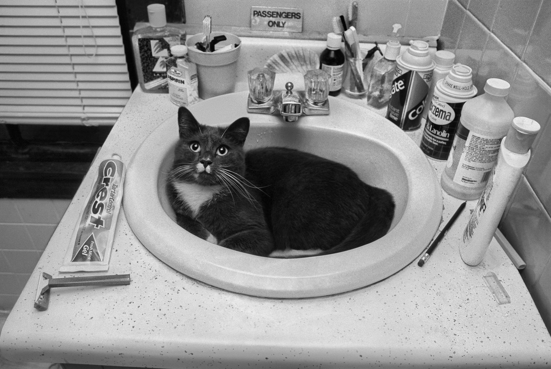 Black and white photo of a cat curled in a bathroom sink among bottles and a razor, the setting where using minoxidil with cats needs a routine