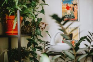 Wall Shelves for Cats: Spacing and Weight Limits - Featured image