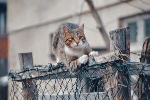 Why Cats Climb and How to Give Them Height - Featured image